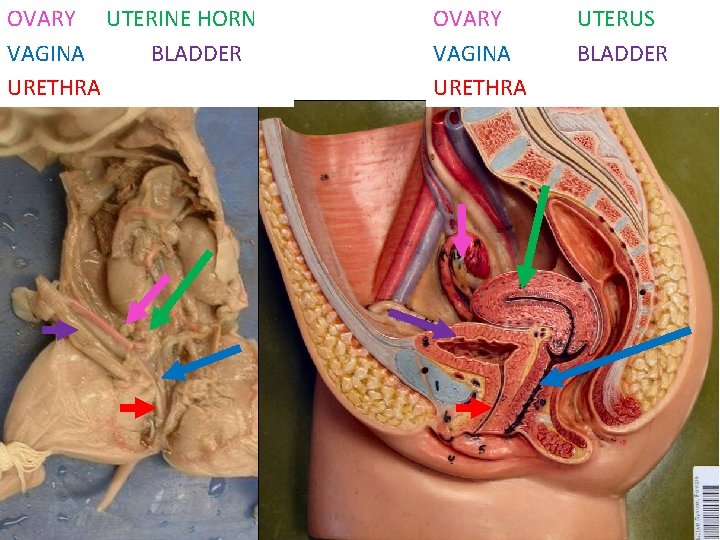 OVARY UTERINE HORN VAGINA BLADDER URETHRA OVARY VAGINA URETHRA UTERUS BLADDER 