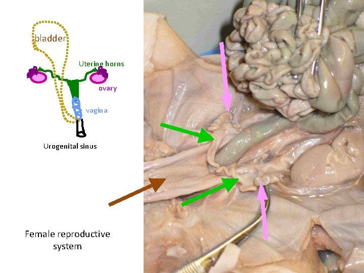bladder Uterine horns ovary vagina Urogenital sinus Female reproductive system 