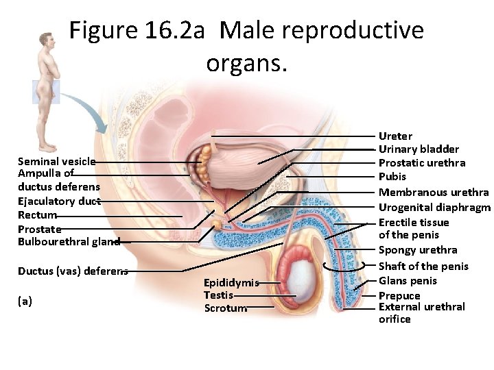 Figure 16. 2 a Male reproductive organs. Seminal vesicle Ampulla of ductus deferens Ejaculatory