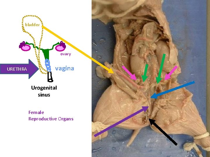 bladder ovary URETHRA vagina Urogenital sinus Female Reproductive Organs 