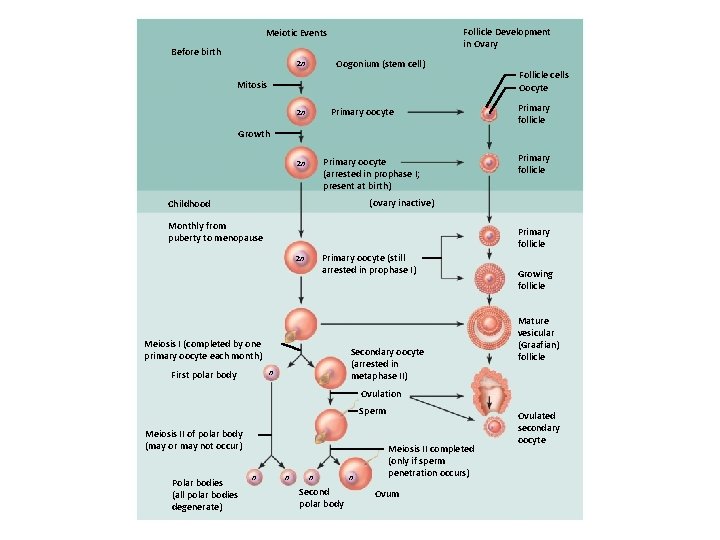 Follicle Development in Ovary Meiotic Events Before birth Oogonium (stem cell) 2 n Mitosis