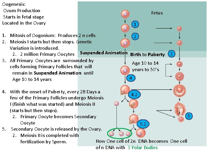Oogenesis: Ovum Production Starts in fetal stage Located in the Ovary 1. Mitosis of