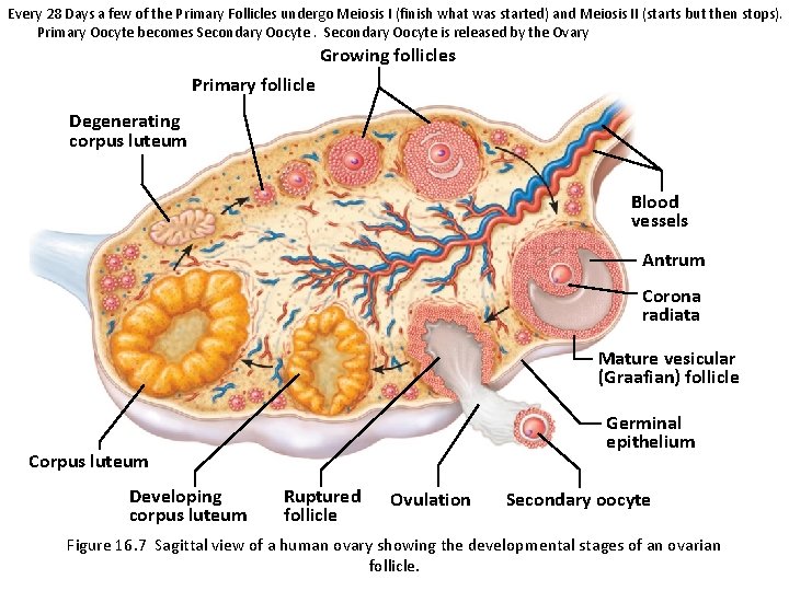 Every 28 Days a few of the Primary Follicles undergo Meiosis I (finish what