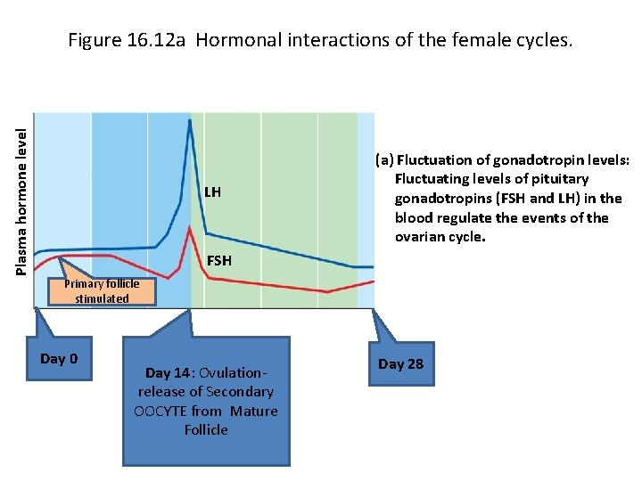 Plasma hormone level Figure 16. 12 a Hormonal interactions of the female cycles. LH