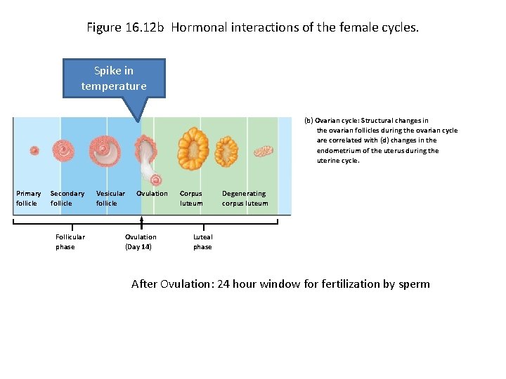 Figure 16. 12 b Hormonal interactions of the female cycles. Spike in temperature (b)
