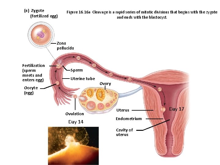 (a) Zygote (fertilized egg) Figure 16. 16 a Cleavage is a rapid series of