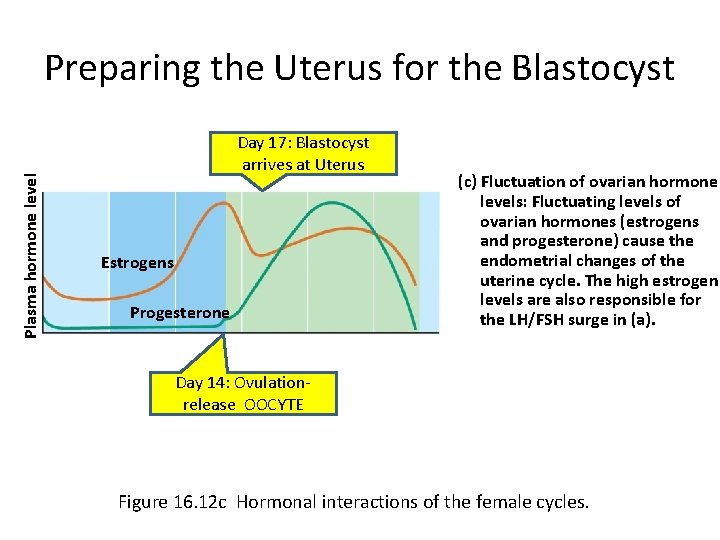 Plasma hormone level Preparing the Uterus for the Blastocyst Day 17: Blastocyst arrives at