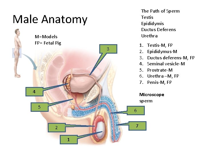 The Path of Sperm Testis Epididymis Ductus Deferens Urethra Male Anatomy M=Models FP= Fetal