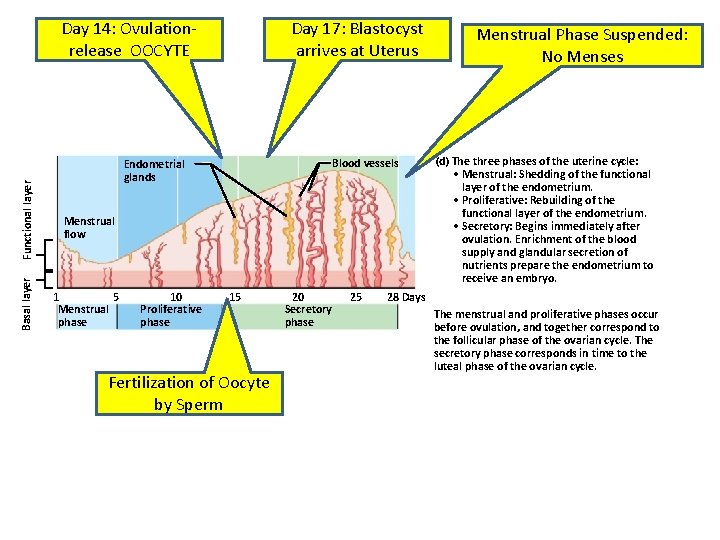 Basal layer Functional layer Day 14: Ovulationrelease OOCYTE Day 17: Blastocyst arrives at Uterus