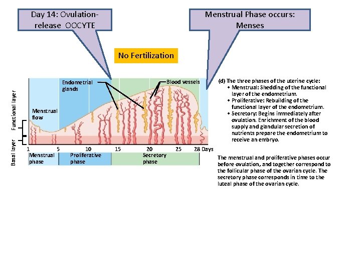 Day 14: Ovulationrelease OOCYTE Menstrual Phase occurs: Menses Basal layer Functional layer No Fertilization