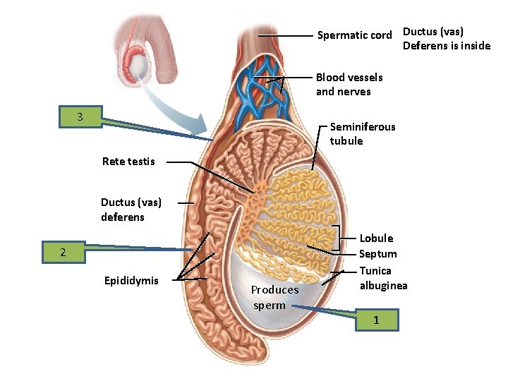 Spermatic cord Ductus (vas) Deferens is inside Blood vessels and nerves 3 Seminiferous tubule