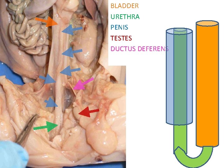 BLADDER URETHRA PENIS TESTES DUCTUS DEFERENS 