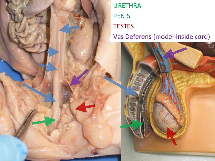 URETHRA PENIS TESTES Vas Deferens (model-inside cord) 