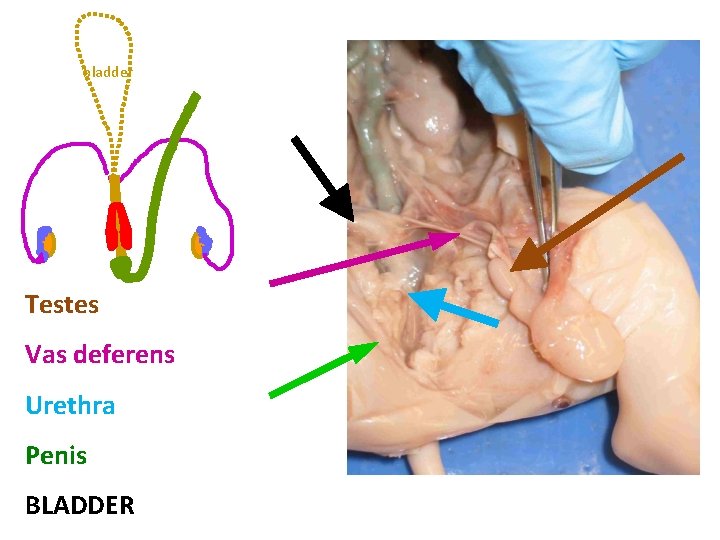 bladder Testes Vas deferens Urethra Penis BLADDER 