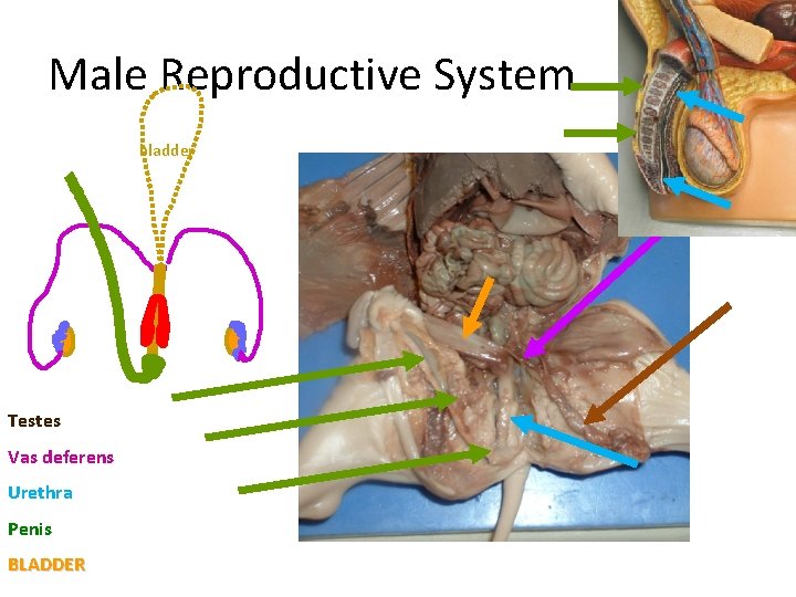 Male Reproductive System bladder Testes Vas deferens Urethra Penis BLADDER 