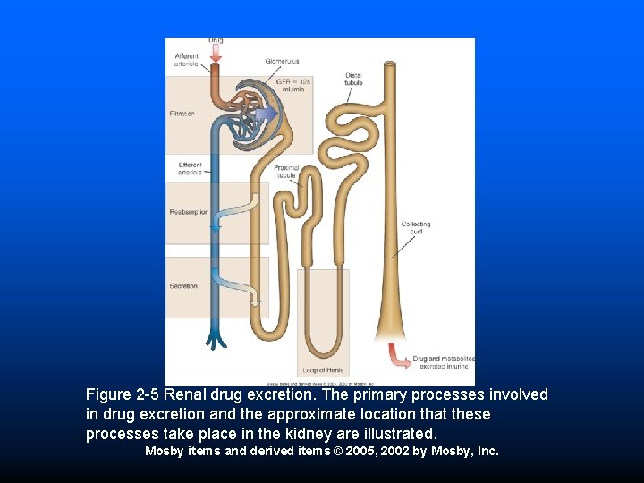 Figure 2 -5 Renal drug excretion. The primary processes involved in drug excretion and