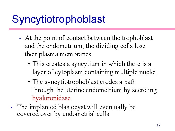 Syncytiotrophoblast At the point of contact between the trophoblast and the endometrium, the dividing