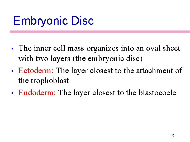 Embryonic Disc • • • The inner cell mass organizes into an oval sheet