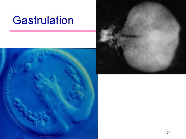 Gastrulation 20 