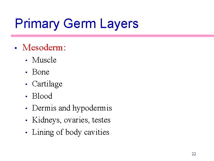 Primary Germ Layers • Mesoderm: • • Muscle Bone Cartilage Blood Dermis and hypodermis