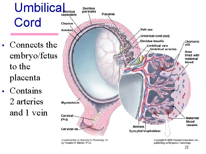 Umbilical Cord • • Connects the embryo/fetus to the placenta Contains 2 arteries and