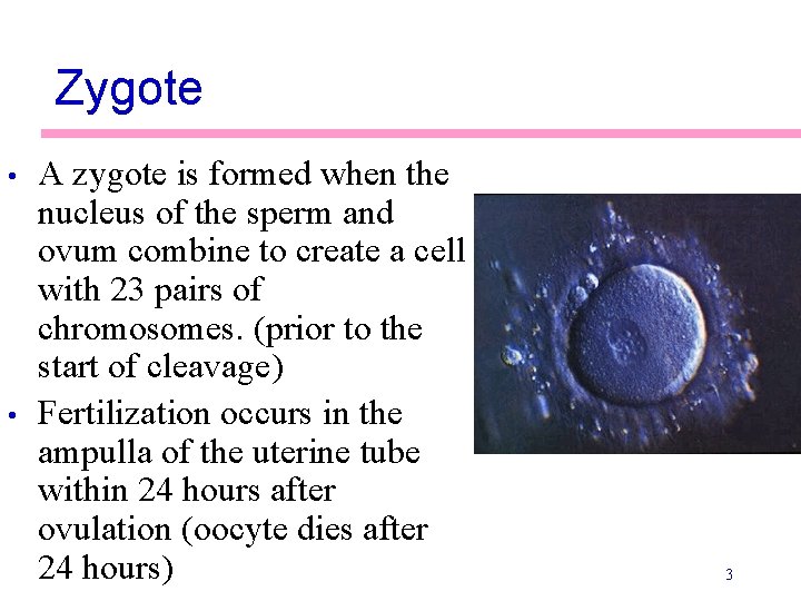 Zygote • • A zygote is formed when the nucleus of the sperm and