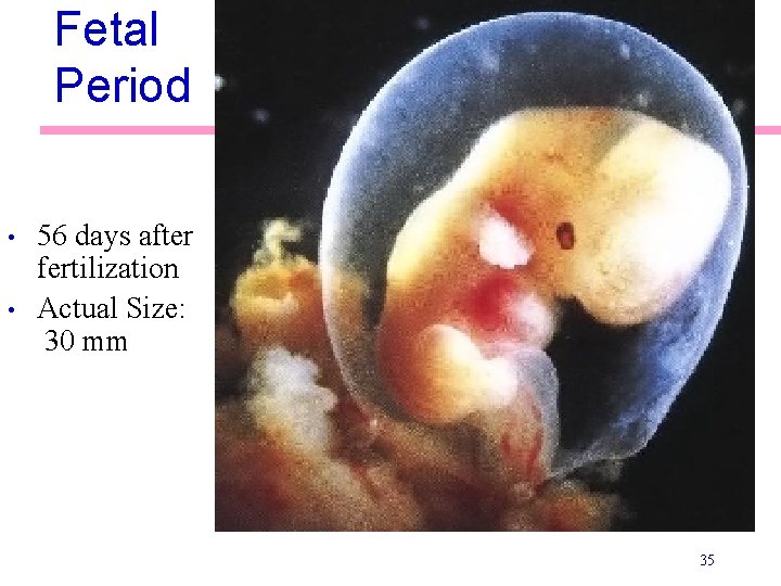 Fetal Period • • 56 days after fertilization Actual Size: 30 mm 35 