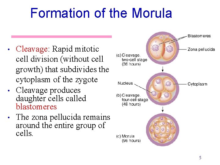 Formation of the Morula • • • Cleavage: Rapid mitotic cell division (without cell