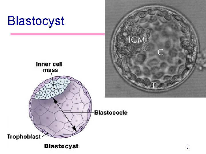 Blastocyst 8 