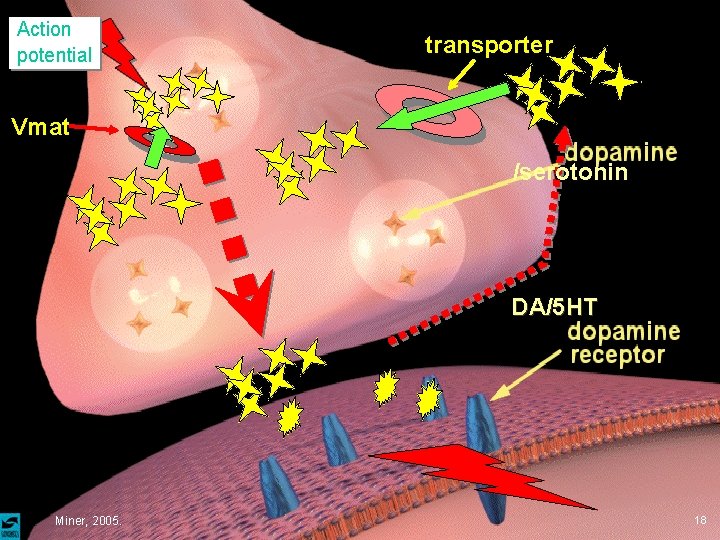 Action potential transporter Vmat /serotonin DA/5 HT Miner, 2005. 18 