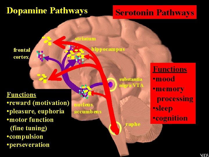 Dopamine Pathways Serotonin Pathways striatum frontal cortex hippocampus substantia nigra/VTA Functions • reward (motivation)