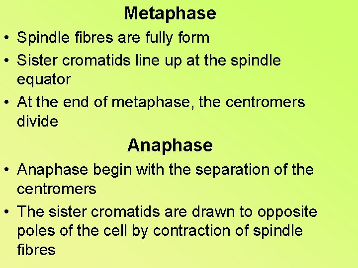 Metaphase • Spindle fibres are fully form • Sister cromatids line up at the
