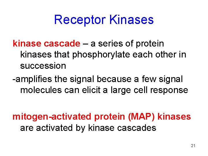 Receptor Kinases kinase cascade – a series of protein kinases that phosphorylate each other