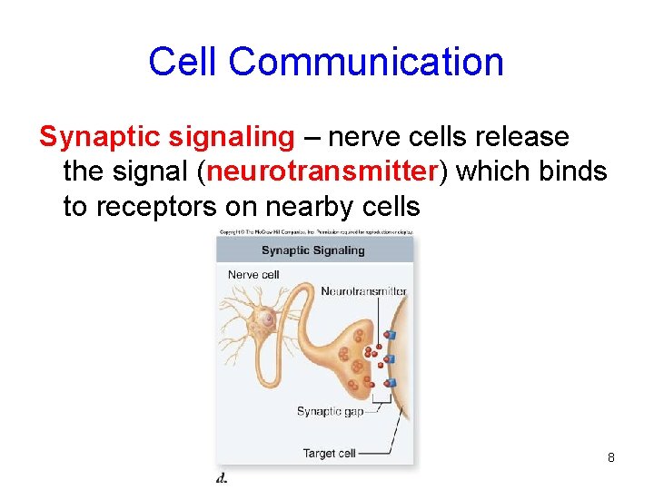 Cell Communication Synaptic signaling – nerve cells release the signal (neurotransmitter) which binds to