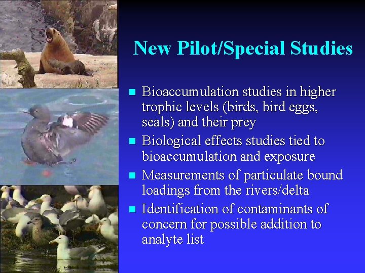 New Pilot/Special Studies n n Bioaccumulation studies in higher trophic levels (birds, bird eggs,