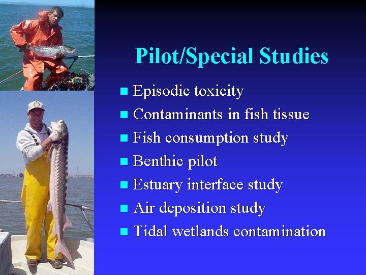 Pilot/Special Studies Episodic toxicity n Contaminants in fish tissue n Fish consumption study n