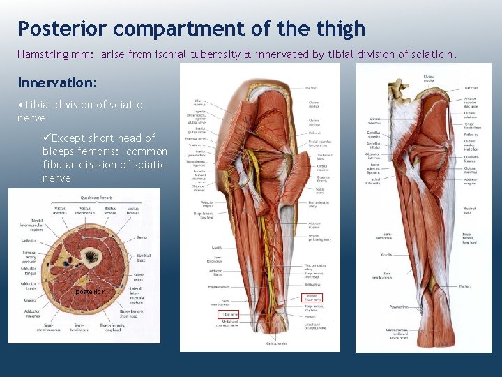 Posterior compartment of the thigh Hamstring mm: arise from ischial tuberosity & innervated by