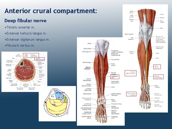 Anterior crural compartment: Deep fibular nerve • Tibialis anterior m. • Extensor hallucis longus