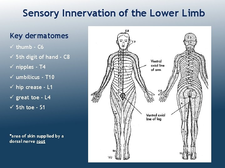 Sensory Innervation of the Lower Limb Key dermatomes ü thumb - C 6 ü