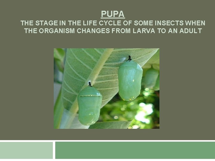 PUPA THE STAGE IN THE LIFE CYCLE OF SOME INSECTS WHEN THE ORGANISM CHANGES