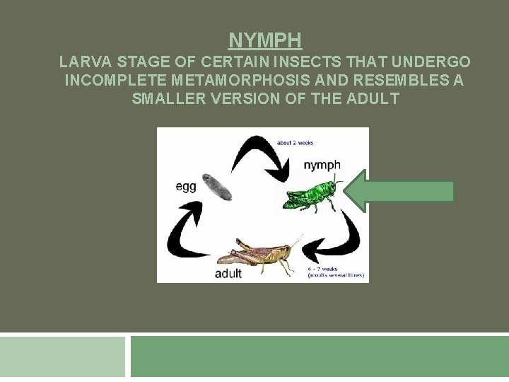 NYMPH LARVA STAGE OF CERTAIN INSECTS THAT UNDERGO INCOMPLETE METAMORPHOSIS AND RESEMBLES A SMALLER