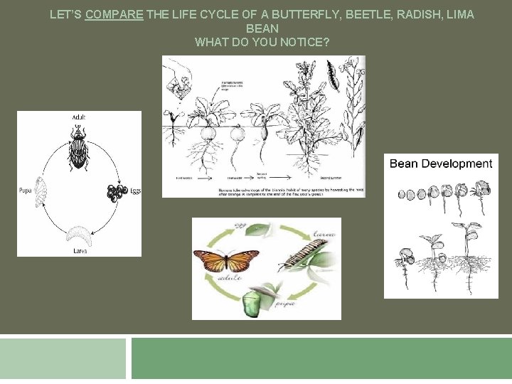 LET’S COMPARE THE LIFE CYCLE OF A BUTTERFLY, BEETLE, RADISH, LIMA BEAN WHAT DO