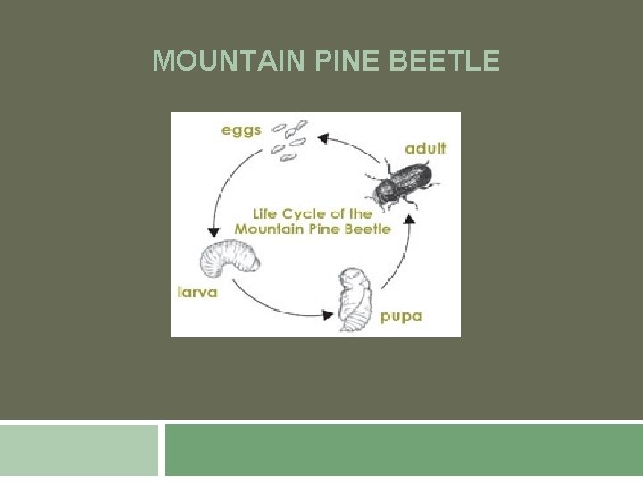 MOUNTAIN PINE BEETLE 