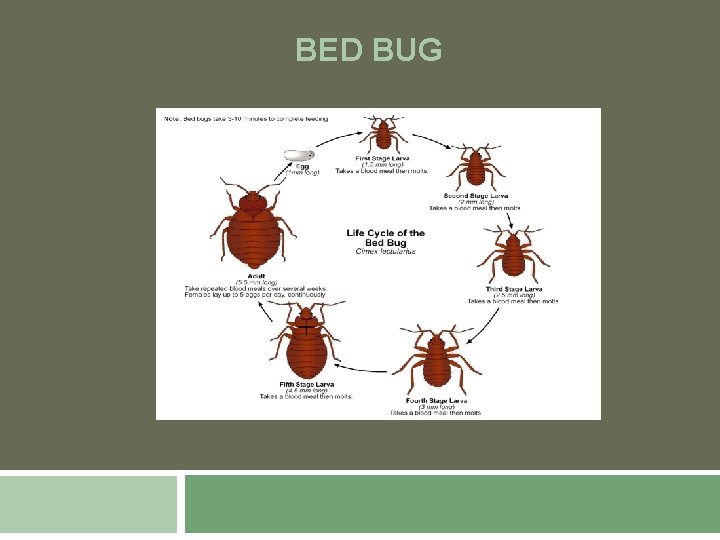 BED BUG 