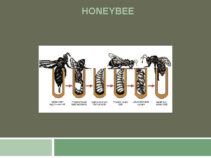 HONEYBEE 