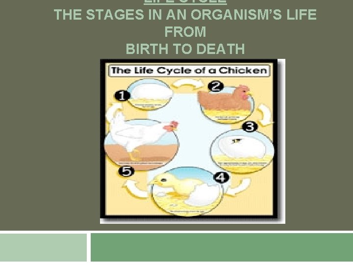 LIFE CYCLE THE STAGES IN AN ORGANISM’S LIFE FROM BIRTH TO DEATH 