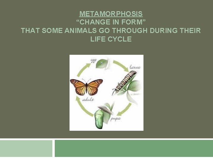 METAMORPHOSIS “CHANGE IN FORM” THAT SOME ANIMALS GO THROUGH DURING THEIR LIFE CYCLE 