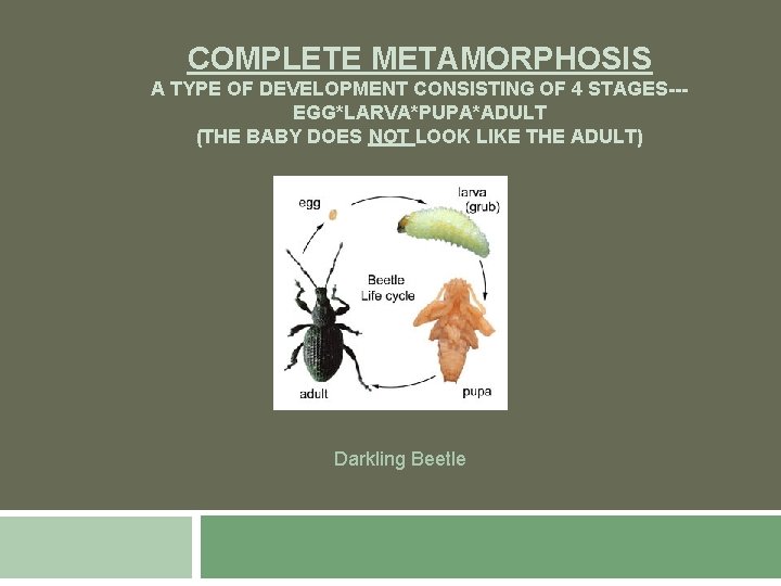 COMPLETE METAMORPHOSIS A TYPE OF DEVELOPMENT CONSISTING OF 4 STAGES--EGG*LARVA*PUPA*ADULT (THE BABY DOES NOT