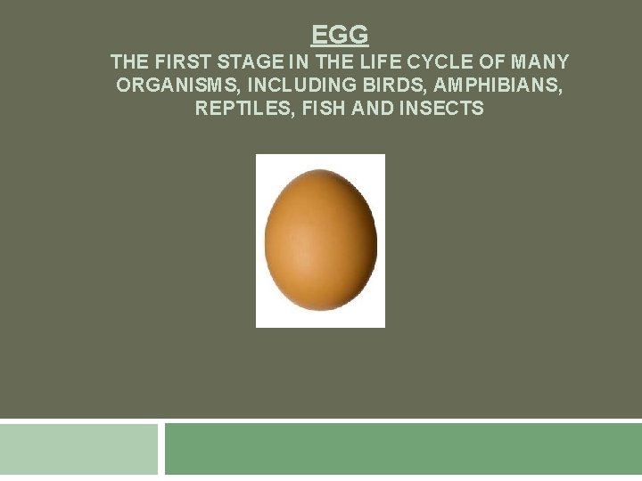 EGG THE FIRST STAGE IN THE LIFE CYCLE OF MANY ORGANISMS, INCLUDING BIRDS, AMPHIBIANS,
