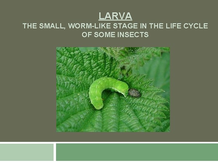 LARVA THE SMALL, WORM-LIKE STAGE IN THE LIFE CYCLE OF SOME INSECTS 